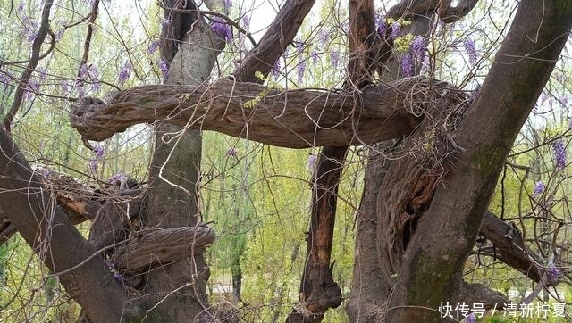 山西千年紫藤“龙蛇缠绕”古树，紫花冠顶成奇观，看美成啥样