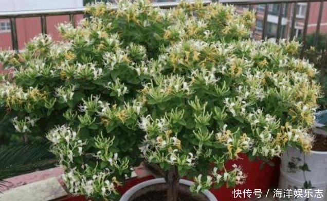 花卉|养花别光注意水、肥、光了,多小心2点,选对花盆事半功倍