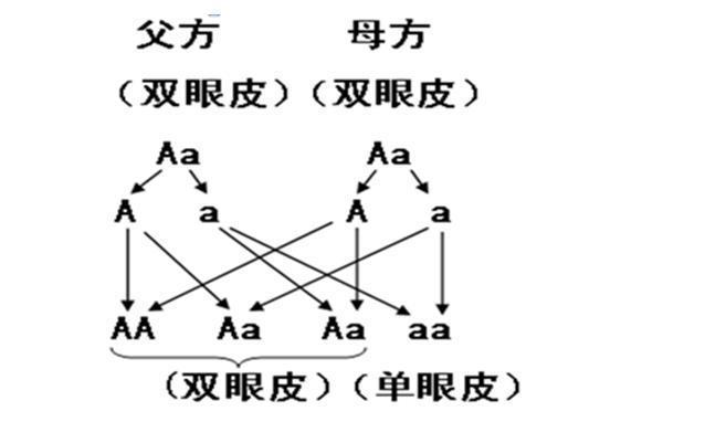 新宇|大眼睛妈妈嫌弃儿子眼睛小，婆婆安慰以后会变，孩子半岁后尴尬了