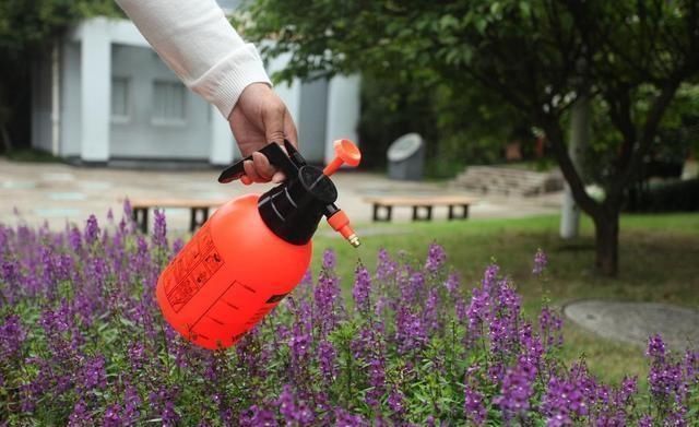 拿“开水”浇花真省事,花草长得旺,还能生花肥钱