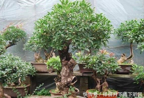 什么发财树、平安树,都不如“2种树”,养成老桩后,很值钱!