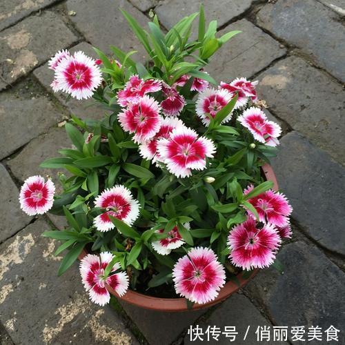 想石竹花开花漂亮,养护起来还很简单,家里有院子的不要错过!