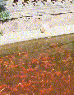 |搞笑GIF:这样翻锅菜都不会甩出来,真有两下