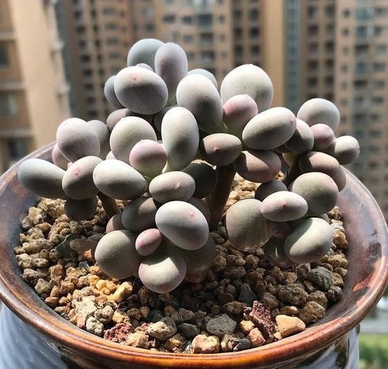 明白|别人的浇水“技巧”不烂根,但是不一定适合你!要明白关键才行!