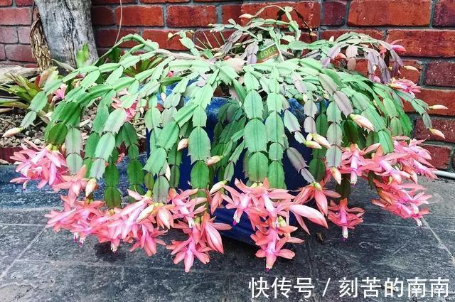 蟹爪兰开完花后“软趴趴”摘摘叶片,补补肥,花开一茬接一茬!