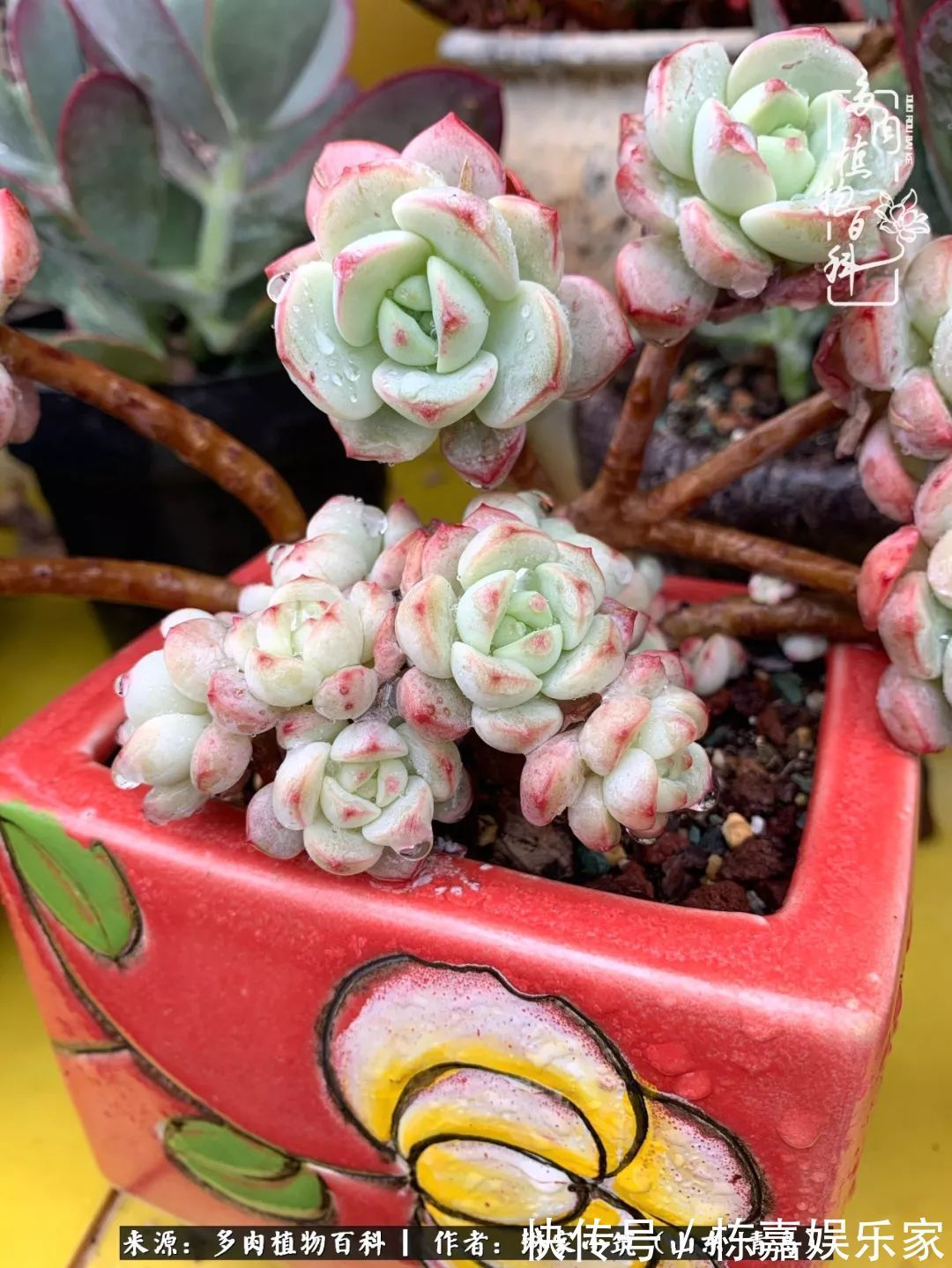 大棚|多肉住进暖棚,坦然越冬,放肆浇水,这个冬天有点甜!