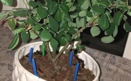 盆土|花盆里放一个小玩意,盆土常年透气不板结,盆栽长得壮开花多