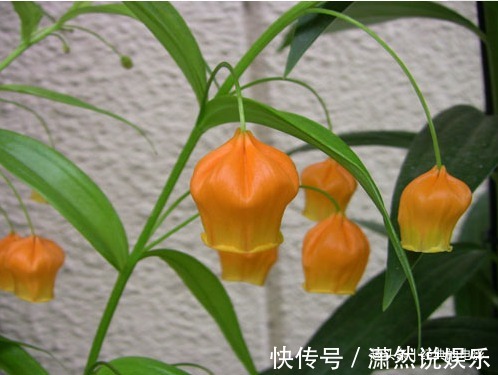 花花姿|此花花姿别致,开花时犹如一串串灯笼挂满花枝,十分惹人喜爱