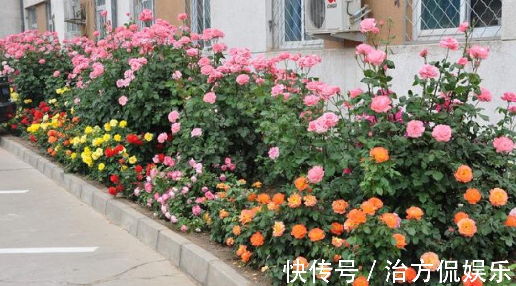 花卉盆栽|养藤本月季，牢记3点，猛长3米长，呼呼“爬满墙”，一片花海！