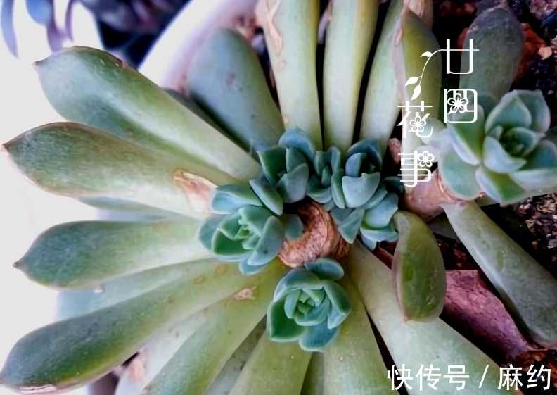 4种方法,让单头多肉变多头,总有一种适合您!