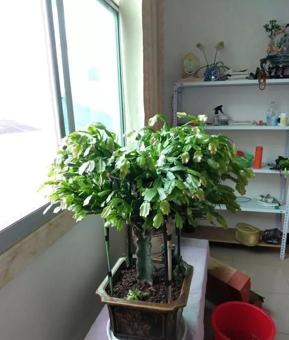 4种花现在还不能多浇水,少浇水反而长得旺,非常适合懒人盆栽