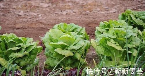 有福|尿酸高的人有福了！常吃这6种食物，或能平稳尿酸，痛风不缠身