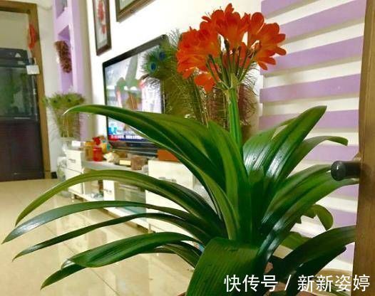 淘米水|爷爷养花从不用“淘米水”，盆里倒“2种料”，6天1次，窜窜长