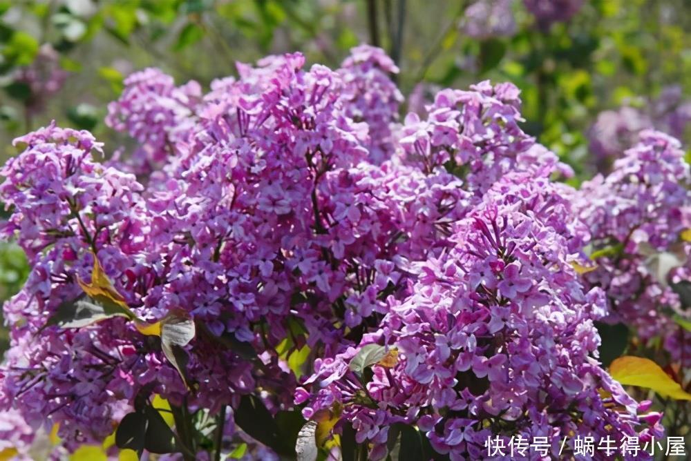 阳台|4种漂亮花,自带“体香”,阳台养一盆,满屋香水味