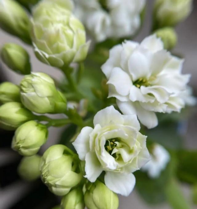 品种|75个长寿花品种,一个比一个美,一起来认识一下吧!