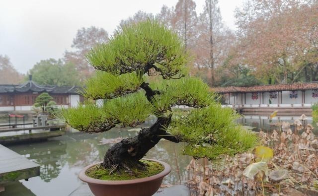  修剪|盆景养护时的几点共通处，知道了，就能省下更多的时间和精力