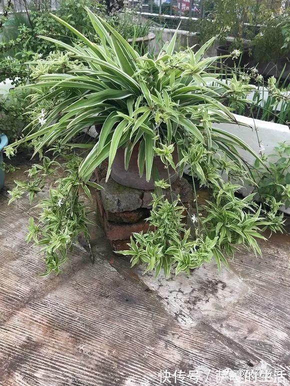 发酵|老花匠:扔4种“东西”,就是扔钱,比花肥还好用,不花钱!