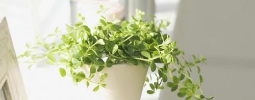 养花用“这渣渣”，经济实用不伤花根，效果比化肥都持久