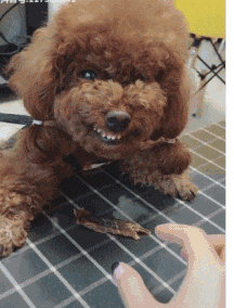 |搞笑GIF:走路不要玩手机 否则后果很严重