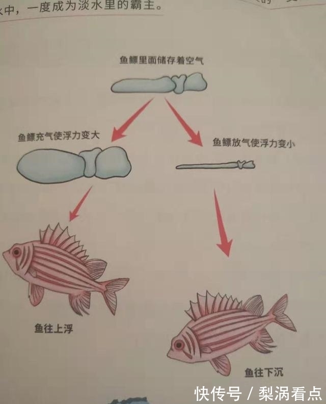 外甥女！一本打开孩子脑洞的书，看人类七亿年演化史，论先生鸡还是先生蛋