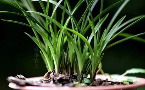 兰花浇水有配方吗？碱性水质怎么办？两招可以解决问题