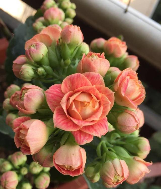 七种漂亮花，天生“不怕冷”，好养寓意好，喜欢别错过