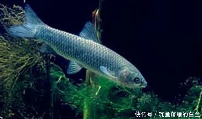 芦苇|钓草鱼3大技巧，赶紧用起来，保证上的都是大草鱼！