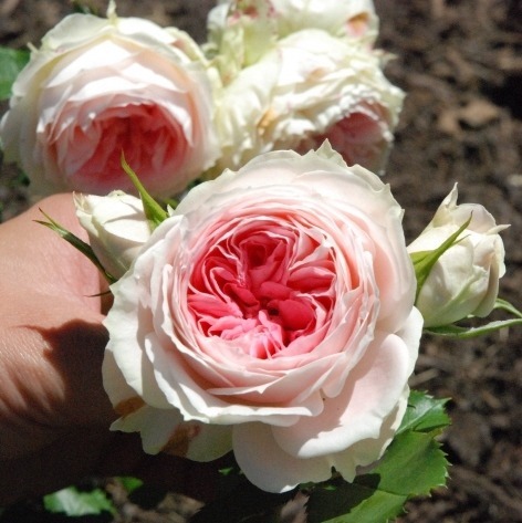 条纹|傻傻分不清的月季，能认出品种算你狠！