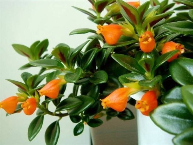 叶上爬满小金鱼这款吊兰贼好养,用它喷一喷就开花!