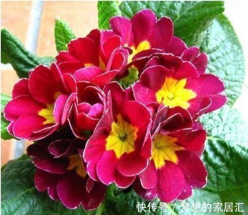 几种超可爱的花卉,花型圆滚花开不断,惹人喜爱