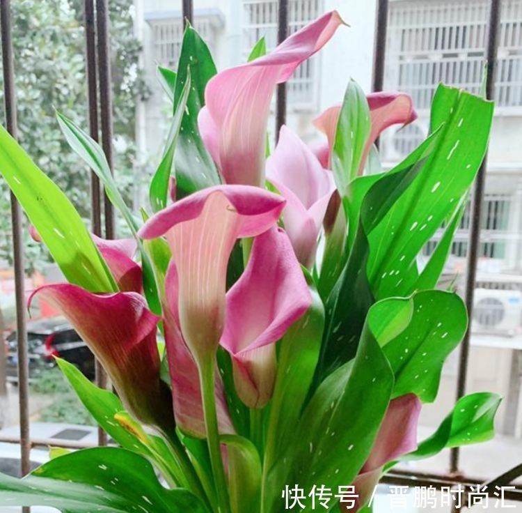 几种花养家里,开花特漂亮,懒人新手都能养好