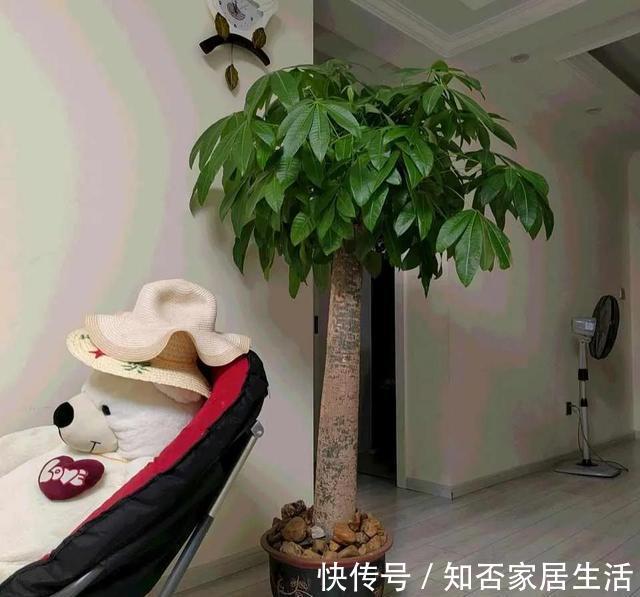 秋天养发财树，要学会避坑，更容易枝繁叶茂，秀丽挺拔