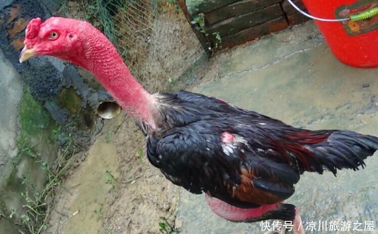 转恨|有约闻鸡同起舞灯前转恨漏声迟!