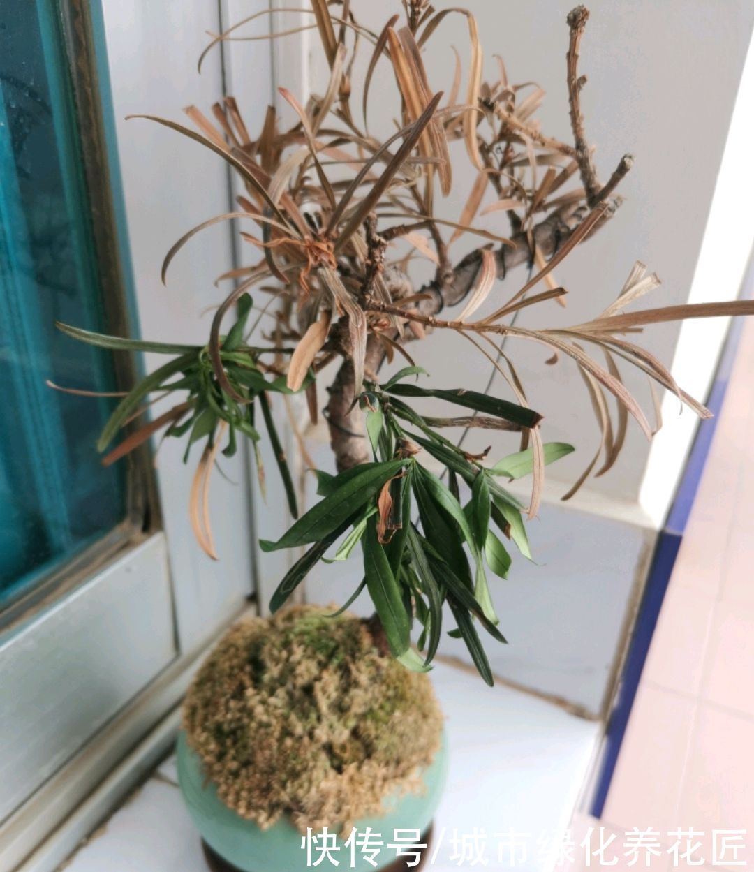 青苔|罗汉松小盆栽上盆以后一直从顶部开始枯叶是怎么回事？青苔是祸端