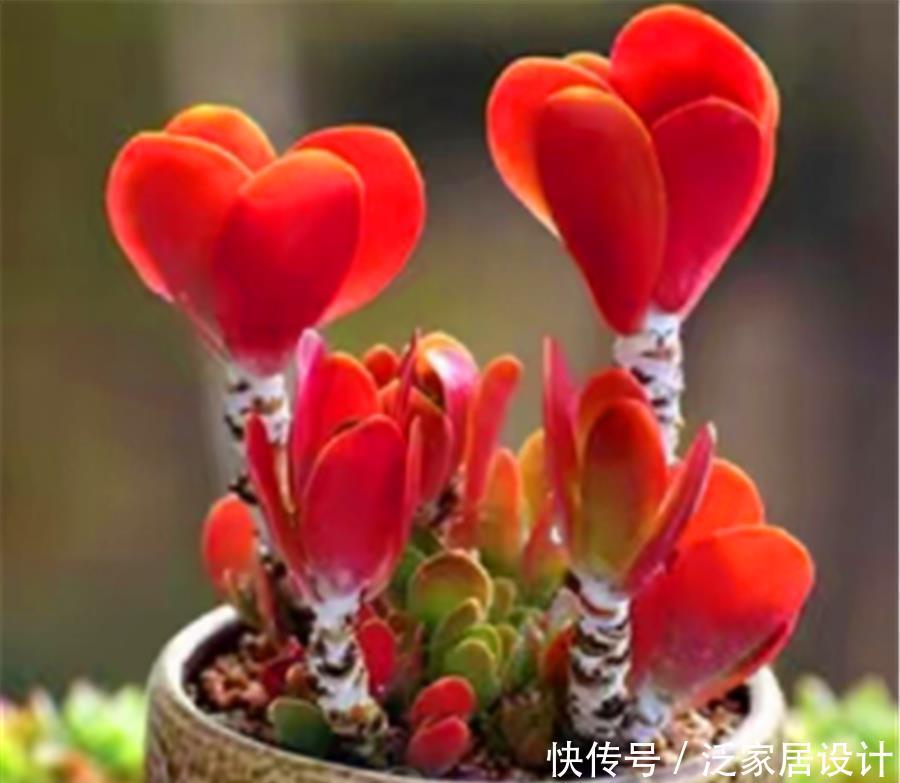 多肉|5种最漂亮的多肉老桩,色彩绚丽造型美,第5种号称“老桩之王”