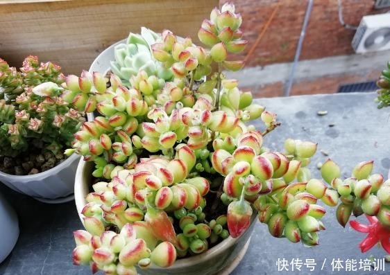 达摩福娘养了1年半,叶片粉红,通透,而且开花了,7点不能忽略!