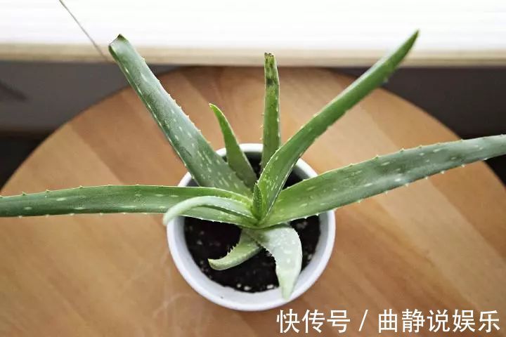 芦荟|养盆栽芦荟注意换盆移栽的6个事项，年年能分出10多盆