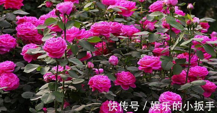 送你一套月季修剪教程，修剪时间，修剪程度及各类月季修剪方法