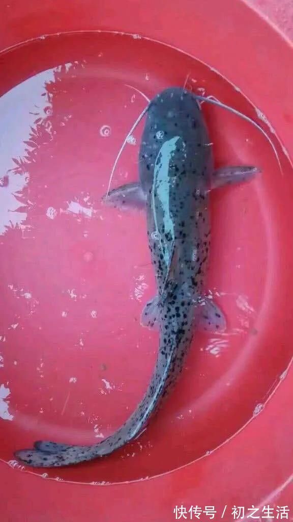 充气艇|这种是我国最贵的淡水鱼品种之一,很多人即使钓到都舍不得吃