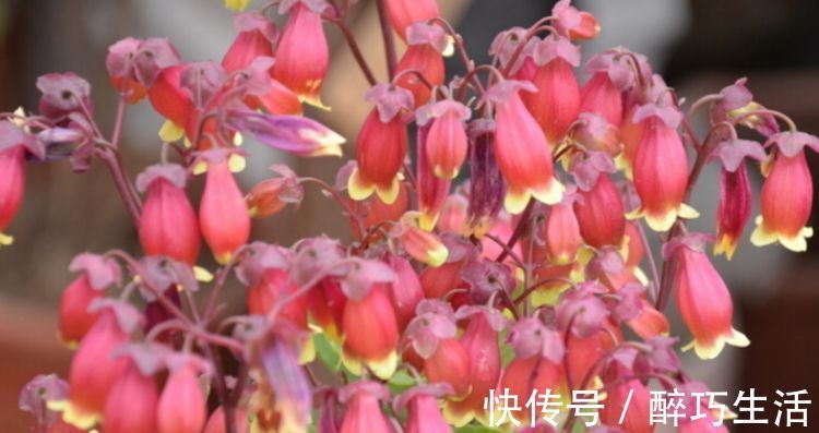 聪明人都养4种花,净化空气,帮助睡眠,适应性很强