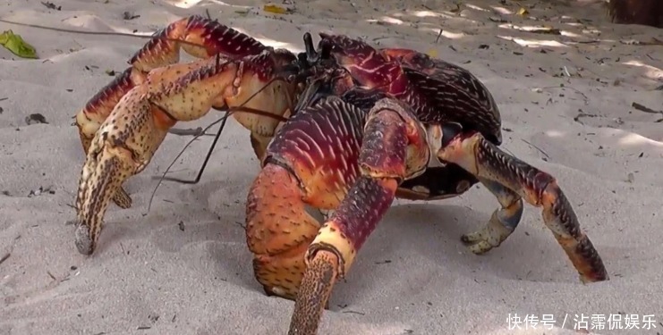 海蟹|开海后常见的海蟹种类有哪些哪种螃蟹最好吃