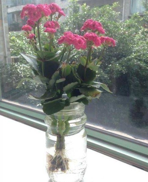 爆盆|此3种花,看起来非常难养,但其实只需“1杯水”,就能养爆盆
