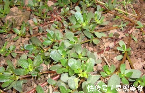 花卉|客厅最适合养这种“花”，不仅能乌发，还开花100天，赶紧养1盆