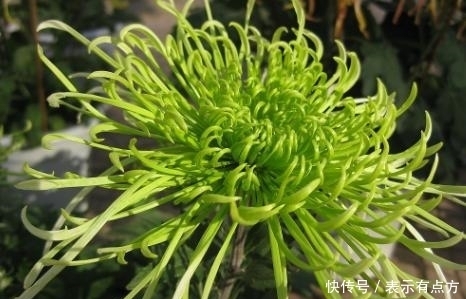 花中娇客|盆景价值排行榜,你养了吗?