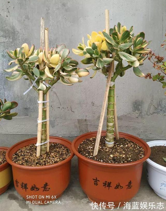 养护|教你2个“小诀窍”,快速把玉树养成“小老桩”,造型优美