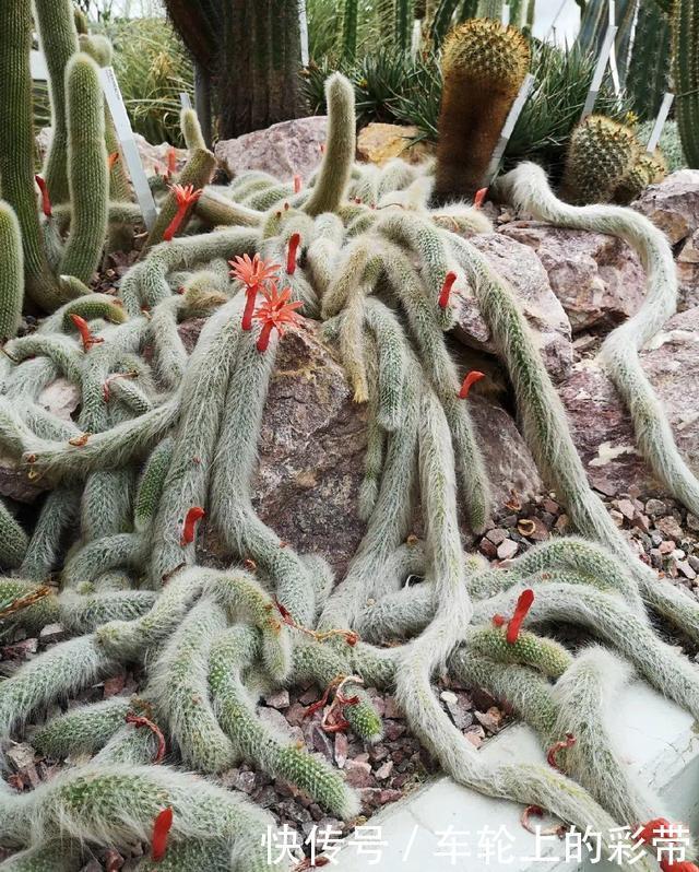 吊兰长满小金鱼,养上5年,越养越上瘾!