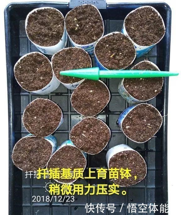 长寿花扦插8大步骤,一盆变十盆,超轻松!长寿花扦插8大步骤,一盆变十盆,超轻松!