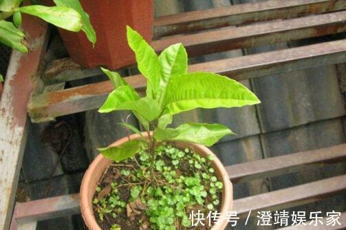 4种“果核”不要扔,埋土里,5天之后“惊喜”不断,观叶又收果!