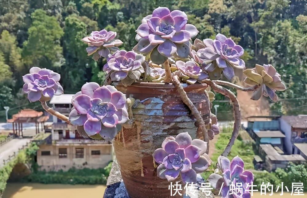 紫色|养多肉紫乐，教你3个小妙招，叶子肥厚上色美，轻松度夏长势旺