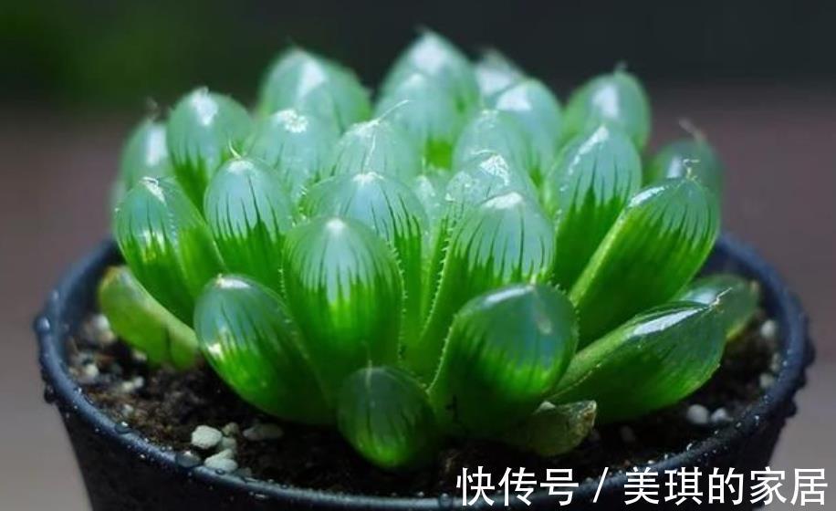 秋天养多肉玉露，“死记硬背”4个要点，叶片晶莹剔透美极了